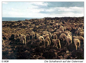 Schafe auf der Osterinsel