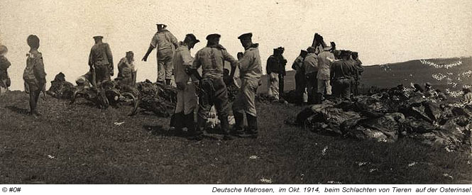 1914: Deutsche Matrosen schlachten auf der Osterinsel Schafe