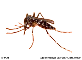 Stechmücke  -  Dengue Fieber auf der Osterinsel