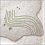 Petroglyphen - prarllel laufende Linien - Hanga Oteo - Darstellung von Wasser ?