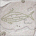 Petroglyphe - Fischmotiv Region Tongariki