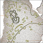Petroglyphen - Angelhaken / Fischhaken am  Ra'ai (Papa Mangai)