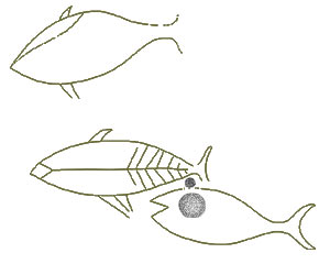 Petroglyphen am Ovahe - drei Thunfische