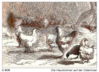 Hühner auf der Osterinsel