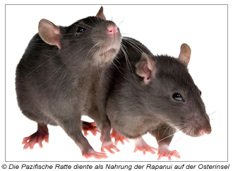 Die Pazifische Ratte, die einst auch auf der Osterinsel vorkam und lebte