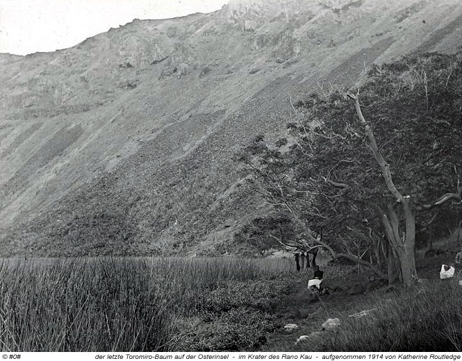 der letzte Toromiro-Baum im Rano Kau Krater auf der Osterinsel